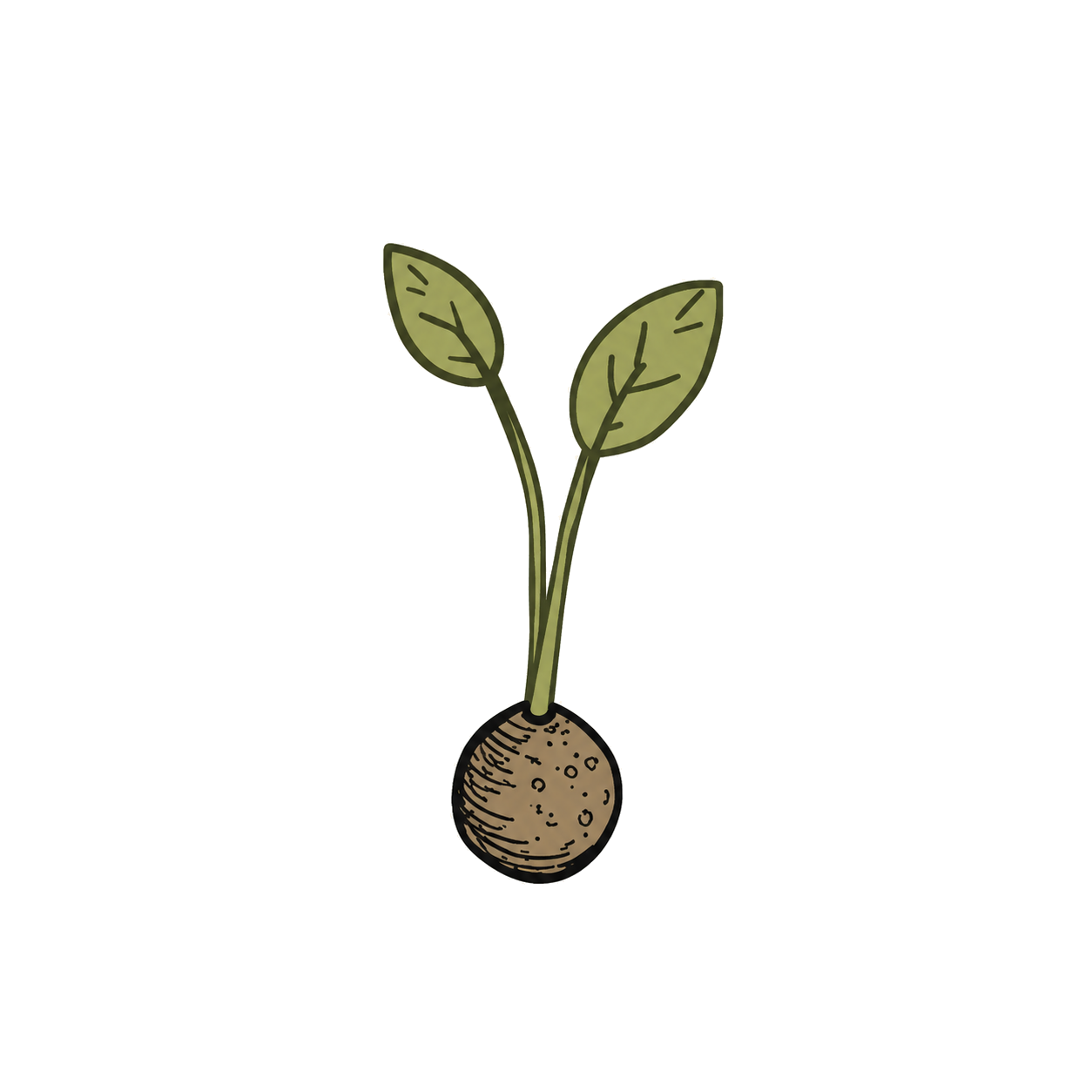 First Sprout