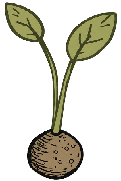 First Sprout