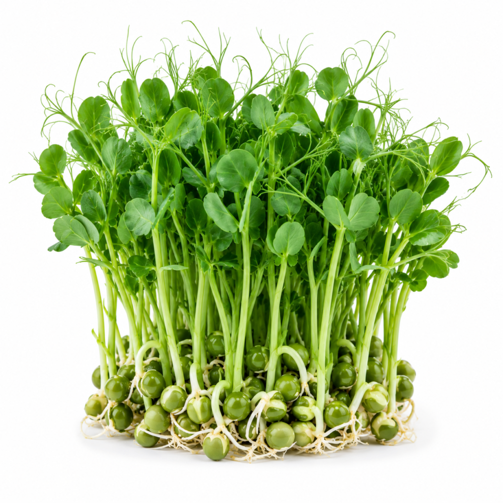 Pea Shoot Powder – First Sprout
