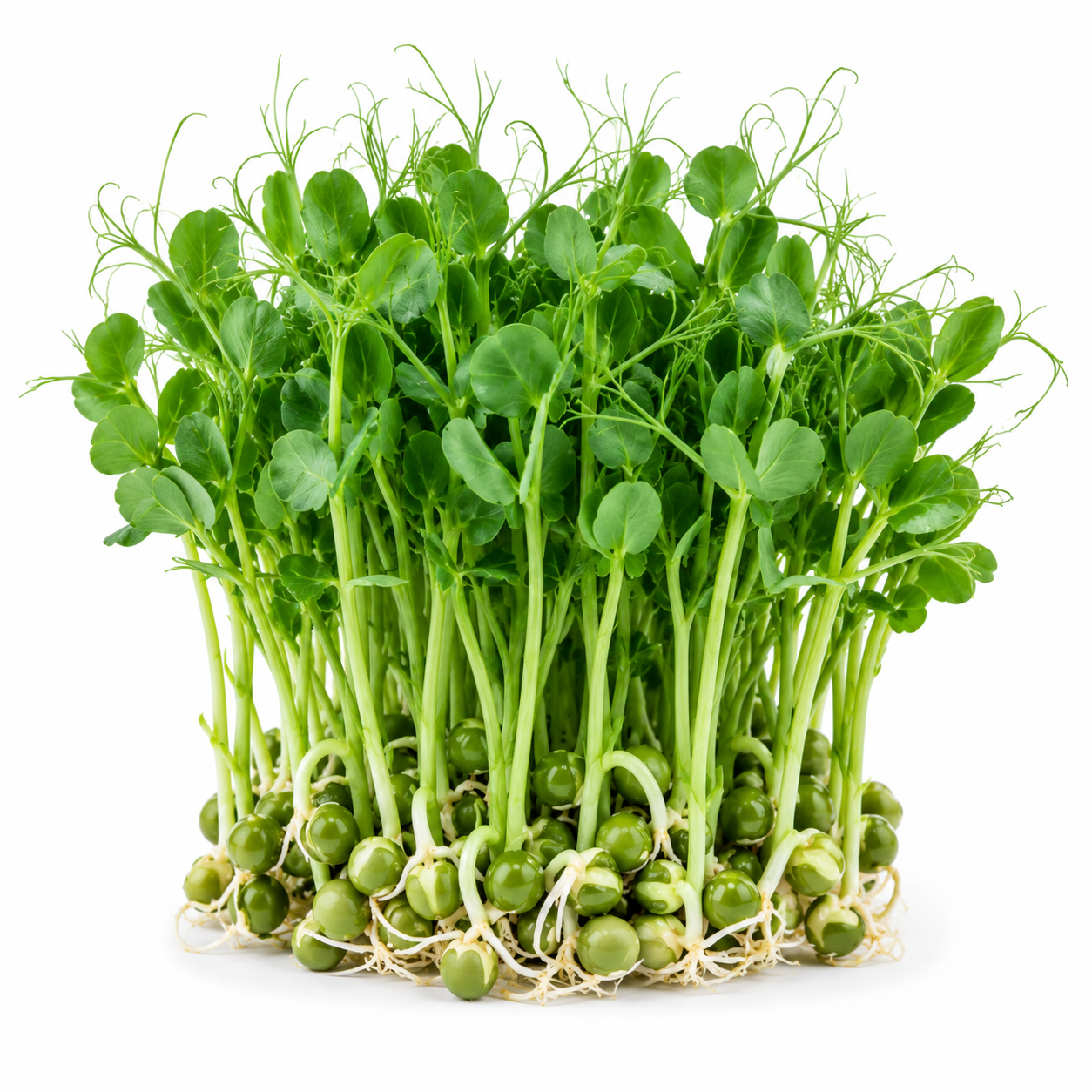 Pea Shoot Powder – First Sprout
