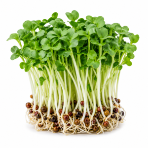 Mustard Microgreen Powder – First Sprout