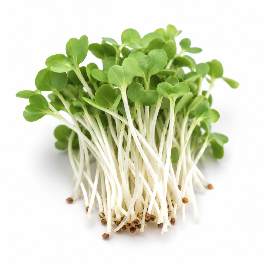 White Radish Microgreens Powder – First Sprout
