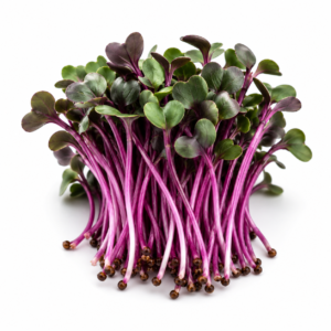 Sango Radish Microgreen Powder – First Sprout
