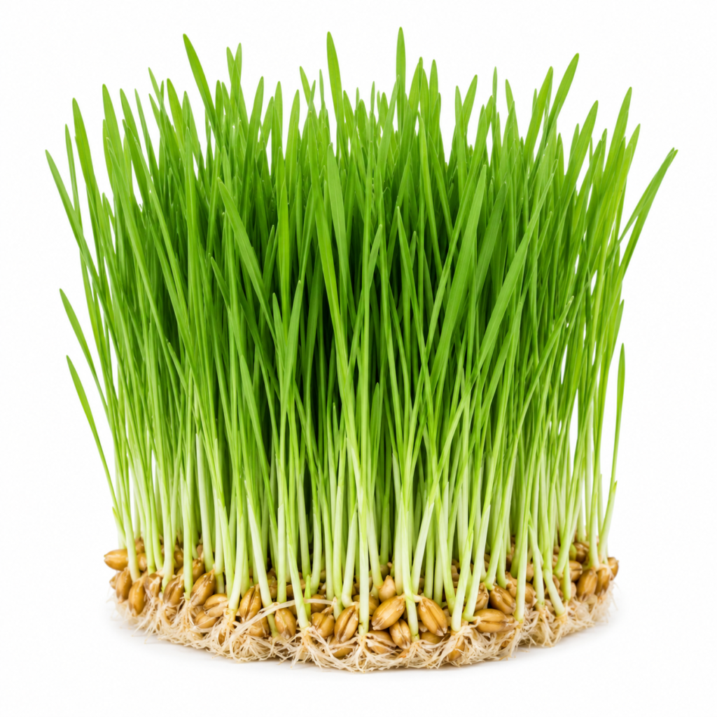 Wheatgrass Microgreen Powder – First Sprout