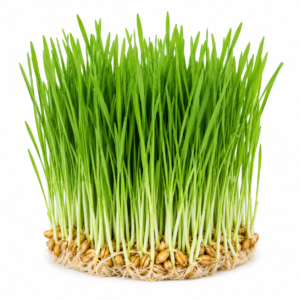 Wheatgrass Microgreen Powder – First Sprout